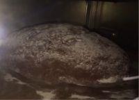 全麦可可葡萄干欧包的做法步骤7