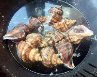 螺螺大方的做法步骤3